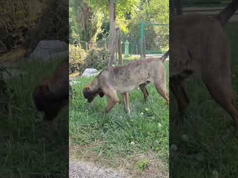 Video di MUFFIN