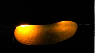Leuchtende Gurke Video1
