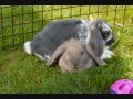 loose ends - be thankful (mama's song) + 2 rabbits