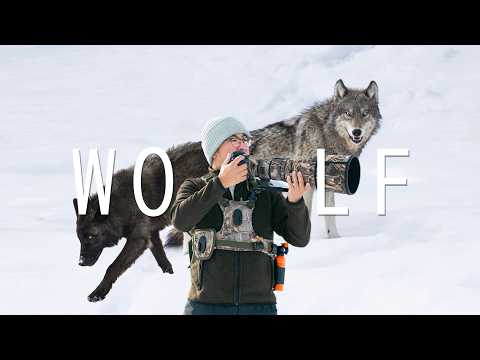 My journey photographing wolves in Yellowstone.