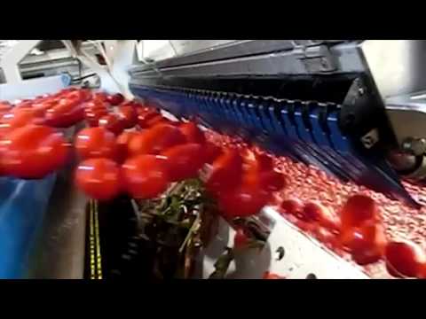 Tomato sorting machine Sentinel II - TOMRA Sorting