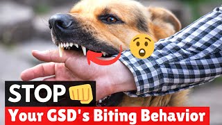 How to train a German Shepherd puppy not to Bite? Easy yet Effective Method