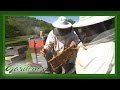 Williams Honey Farm | Volunteer Gardener