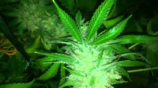 Day 58 TGA Agent Orange Harvest