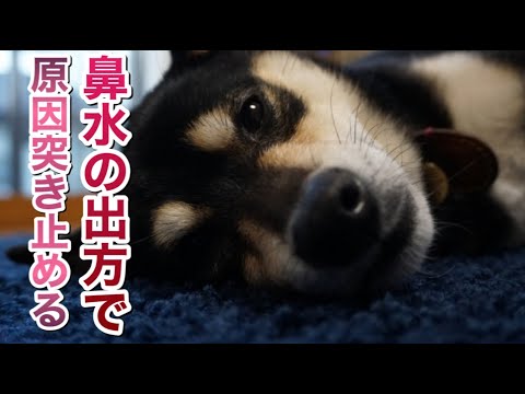 犬の鼻炎 - 原因、症状、治療法