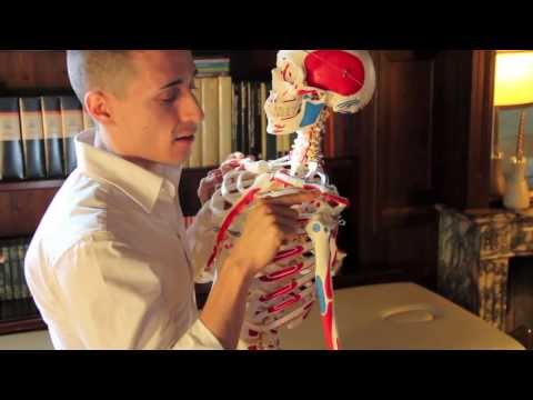 Muscoli superiori del Tronco (Origine Inserzione, Funzione)