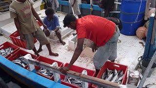 preview picture of video 'Sri Lanka,ශ්‍රී ලංකා,Fishing boat,unloading of captured fish (01)'