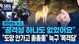 공격성 하나도 없었어요..도망 안가고 총총총 늑구 '목격담' / SBS / 모아보는 뉴스
