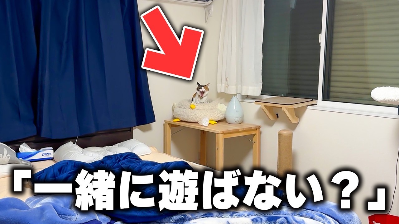 全くやる気のないベルちゃんをデートに誘ってみたけど腰が重過ぎた