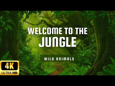 Wildlife Harmony: Calm Music for Meditation with Beautiful Wild Animals