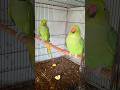 Parrot Mating Call Parrot Mating Parrot Mating Sound
