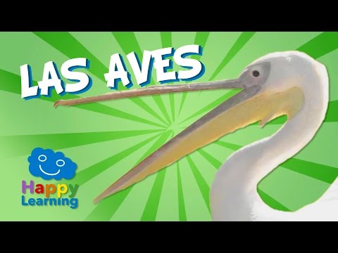 LAS AVES | Videos Educativos para Niños