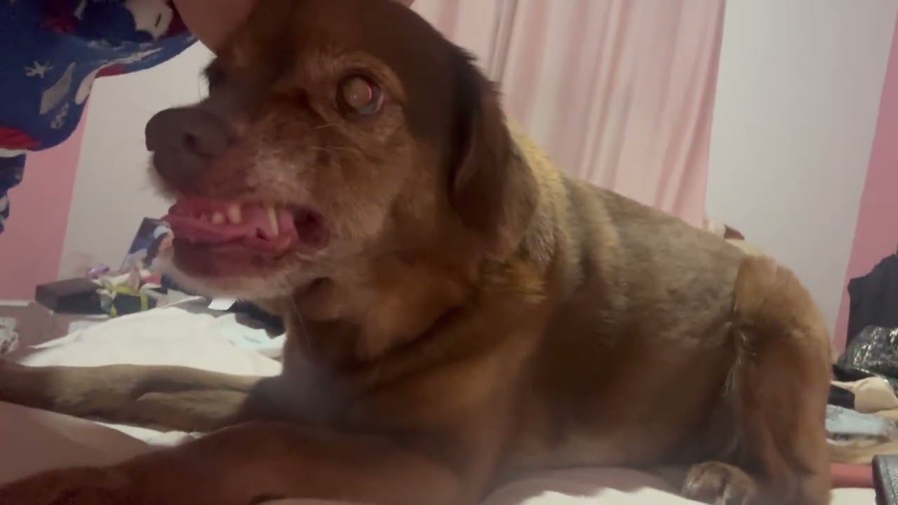 Pup Doesn't Like Kisses From Mom || ViralHog