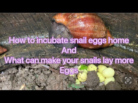 How to incubate Snail eggs and things that to do that help snails to lay eggs