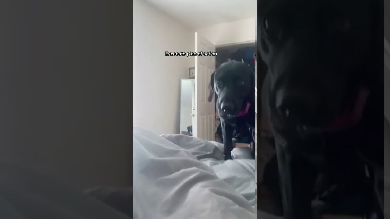YouTube video preview