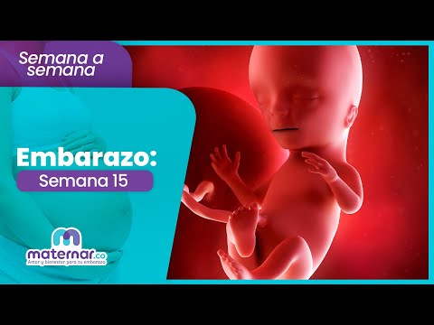 Semana 15 de embarazo: ¿Qué cambios habrá en ti y tu bebé? | Maternar.co