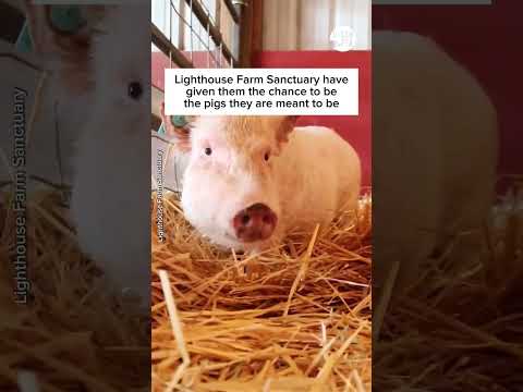 Pigs Rescued from a Research Lab 🐷❤️‍🩹
