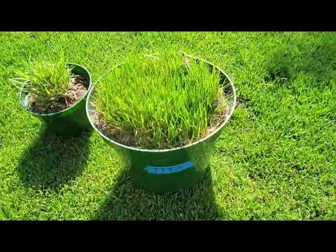 Is Tall Fescue Better Than Perennial Rye?