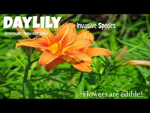 2nd YouTube video about are all daylilies invasive