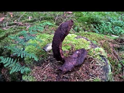 Ab in die Baracke - Unterwegs am Westwall