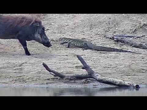 Djuma: Water Monitor Lizard meets curious Warthog - 12:15 - 06/04/20