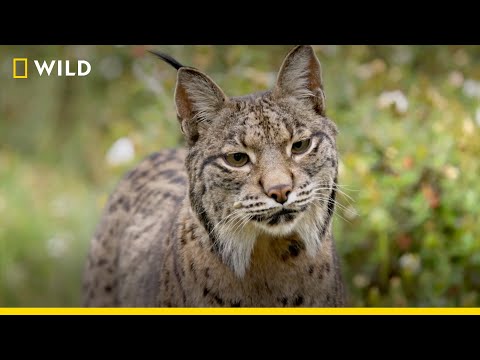 Europe's New Wild | Nat Geo Wild