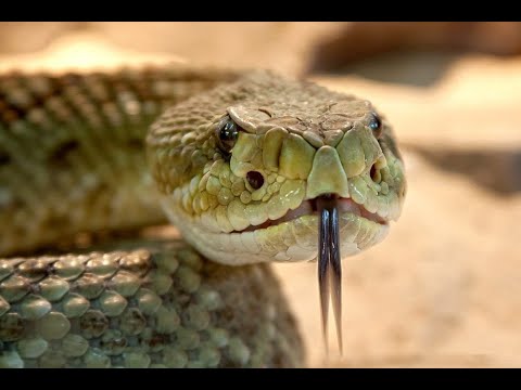 Najgroźniejsze Węże Świata 2