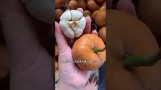 東南亞最神奇的單貝果 - 大果木奶果的迷人滋味探秘 #單貝果 #大木奶 #東南亞 The Most Wondrous 