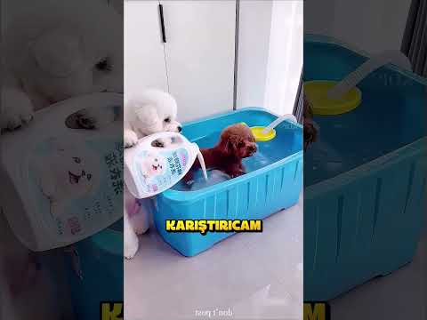 Şişko Köpekler Spora Başladı.. ❗🐶