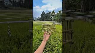 Download lagu sangkar burung dari pelepah daun pisang #short #sangkarburung mp3