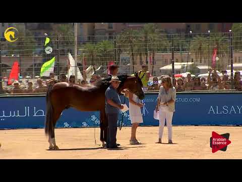 Menton 2017 - Special Awards