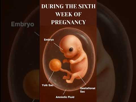 What Happens at 6 Weeks Pregnant? Baby Growth in Womb