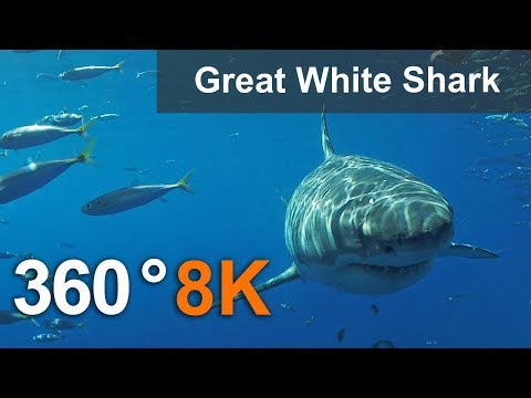 360°, Diving with great white shark, 8K underwater video