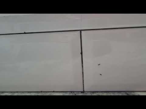 Odorous House Ants Infest Kitchen in Brick, NJ