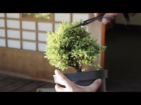 , title : 'How to make a Bonsai tree from a starter kit'