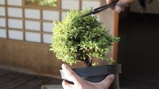 How to make a Bonsai tree, from a starter kit