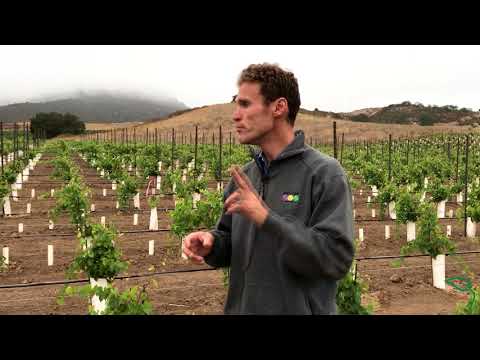 How Much Wine is Produced from an Acre?