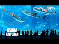 Osaka Aquarium Kaiyukan Walking Tour (2023) (4K HDR)