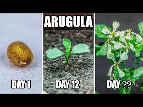 Growing Arugula From Seed to Flower (75 Days Time Lapse)