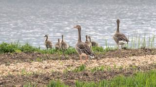 preview picture of video 'Les Moulins de Kinderdijk (Pays-Bas)'