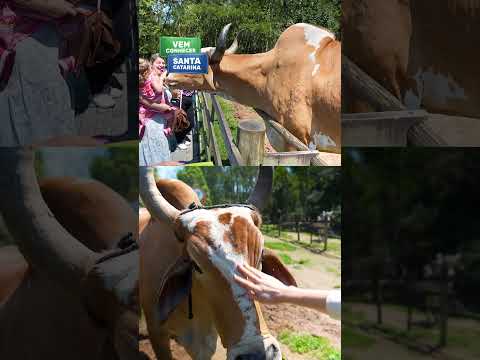 Paulo Lopes, SC: a Guarda do Embaú é só um dos paraísos que esse destino reserva