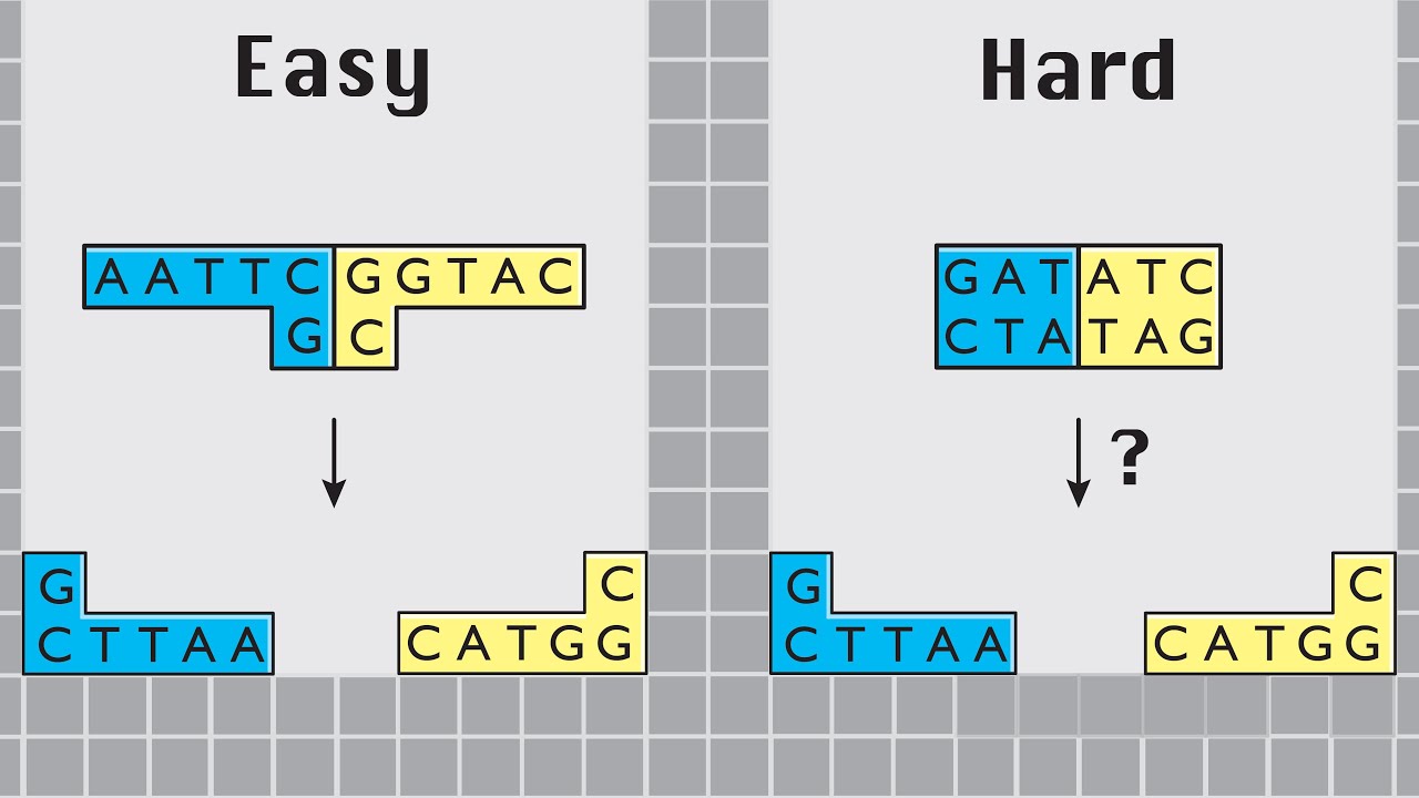Cloning with Restriction Enzymes (5 Levels) - Traditional Molecular Cloning