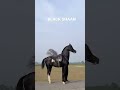Horse Horses Songs Punjabi Punjabisongs Arjandhillon New Latestnews Horses Trending