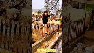 Sheep Spa Time! Farm Girl’s Clever Cleaning Routine.