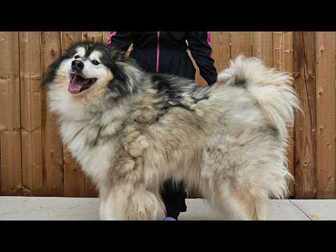 The Most Incredible Grooming Transformation of My ENTIRE Career! | Husky