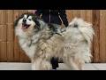 The Most Incredible Grooming Transformation of My ENTIRE Career! | Husky DEFAULT Thumbnail