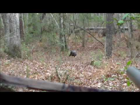 Wild Turkeys and Whitetail Deer
