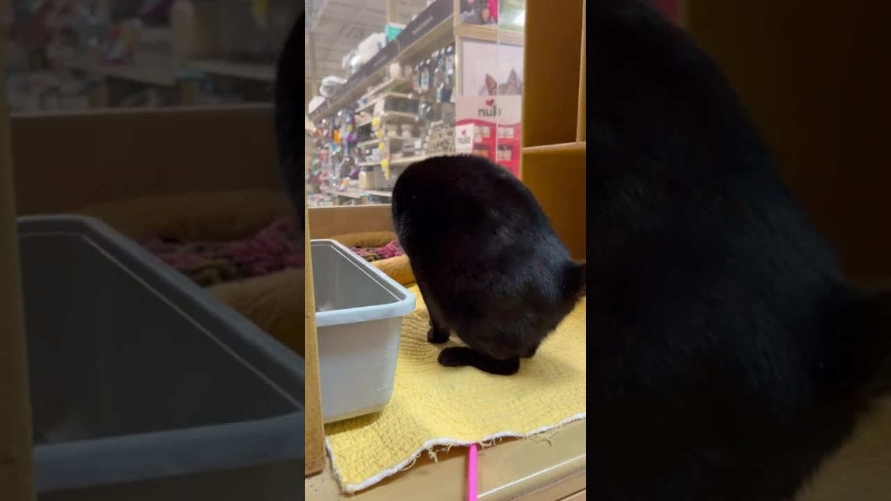 Enlarge Monopoly , an adoptable Domestic Short Hair in Richmond Hill, ON video 5/6
