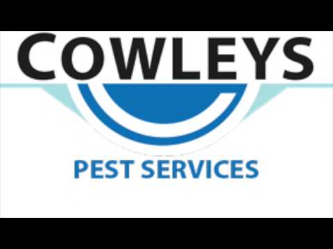 Raccoon Situation in Bridgewater, NJ