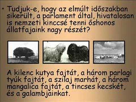 Magyarnak lenni büszke gyönyörűség